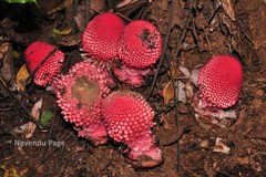 Balanophora fungosa subsp. indica